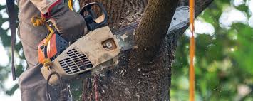 Best Fruit Tree Pruning  in Minturn, CO